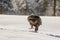 Gorgeous bird of prey, Golden eagle Aquila chrysaetos with its prey in the snow