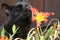 Gorgeous Black Cat Sniffing Flower Close Up