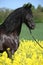 Gorgeous black friesian horse in colza field