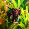 Gorgeous black and red pterophyllum fish in aquarium