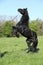 Gorgeous black stallion prancing