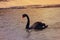 Gorgeous Black Swan swims across Al-Kudra lake.