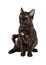 Gorgeous Black and Tan Domestic Longhair Kitten