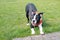 Gorgeous black and white Boston Terrier puppy on grass wearing an orange harness