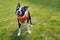 Gorgeous black and white Boston Terrier puppy on grass wearing an orange harness