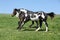 Gorgeous black and white stallion of paint horse running