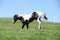 Gorgeous black and white stallion of paint horse running