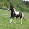 Gorgeous black and white stallion of paint horse running