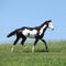 Gorgeous black and white stallion of paint horse running