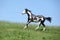 Gorgeous black and white stallion of paint horse running