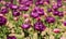 Gorgeous bloom. Gardening concept. Grow flowers garden. Spring holidays. Spring backdrop. Tulips field. Purple tulips