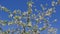 Gorgeous blooming apple tree in early spring against the blue sky. Beautiful backgrounds of spring nature.