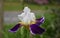Gorgeous Blooming Bearded Iris with White, Purple and Yellow
