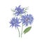 Gorgeous blooming blue Nigella flowers isolated on white background. Detailed botanical drawing of wild flowering plant