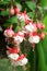 Gorgeous blooming fuchsia in nature