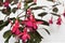 Gorgeous blooming fuchsia on a white blurred background close-up.