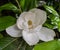 Gorgeous blooming giant white magnolia flower at a botanical garden in Durham, North Carolina