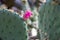 Gorgeous blooming prickly pear cactus, the state flower of Texas, close-up