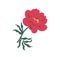 Gorgeous blossomed red peony or dahlia with bright lush petals. Elegant blooming flower with stem and leaf isolated on