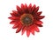 Gorgeous Blossoming Red Sunflower Isolated on Transparent Backdrop