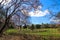 A gorgeous blossoming spring landscape in the garden with lush green grass and colorful daffodil flowers with bare winter trees