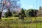 A gorgeous blossoming spring landscape in the garden with lush green grass and colorful daffodil flowers with bare winter trees