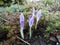 Gorgeous blue crocuses in March in the garden. Berlin, Germany