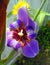 Gorgeous Blue Regina Iris Flower Blossoming In Coastal Louisiana