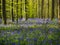 Gorgeous bluebell and beech woodland, Hallerbos, Belgium