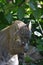 Gorgeous Bobcat Washing His Paw and Face