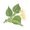 Gorgeous botanical drawing of linden sprig with leaves and tender blooming flowers. Gorgeous plant hand drawn on white