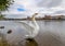 Gorgeous bottom-up view on ancient Charles Bridge, Vltava river embankment and swan close up, dramatic sky Prague