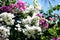 Gorgeous bougainvillea blooming in the summer garden