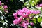 Gorgeous bougainvillea blooming in the summer garden