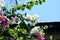 Gorgeous bougainvillea blooming in the summer garden