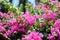 Gorgeous bougainvillea blooming in the summer garden