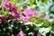 Gorgeous bougainvillea blooming in the summer garden
