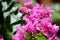 Gorgeous bougainvillea blooming in the summer garden