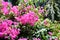 Gorgeous bougainvillea blooming in the summer garden