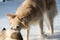 Gorgeous boyfriend cat and female dog playing in the snow