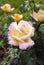 Gorgeous branches of the rose Gloria Dei in water drops after rain