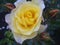 Gorgeous Bright & Attractive Light Yellow Rose Floweblossoms
