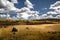 Gorgeous bright autumn view of Dixie National forest with a large field, lava rock, and autumnal leaves