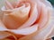 Gorgeous Bright Closeup Peach Rose Flower In Summer 2019