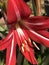 Gorgeous Bright Red and White Hardy Amaryllis Flower - Hippeastrum x johnsonii