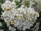 Gorgeous Bright White Rose Flowers Blossom In Vancouver Q.E Park Garden