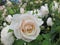 Gorgeous Bright White Rose Flowers Blossom In Vancouver Q.E Park Garden
