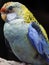 Gorgeous brightly colored Pale-Headed Rosella.