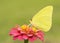 Gorgeous, brilliantly yellow male Cloudless Sulphur butterfly