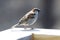 Gorgeous brown colorful bird eating seeds from a bird seed feeder during summer in Michigan